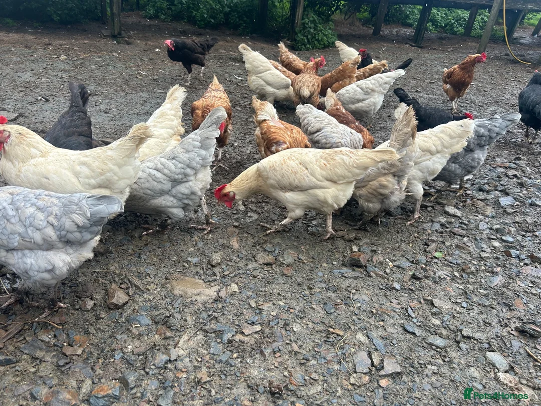 Mixed Breed poultry for sale: Laying hens for sale in Bideford - Advert 1
