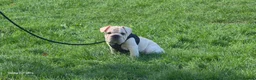 French Bulldog dogs for sale: French Bulldog  - Advert 23