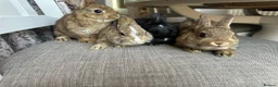 Netherland Dwarf rabbits for sale: Lovely baby Netherlands dwarfs. - Advert 2