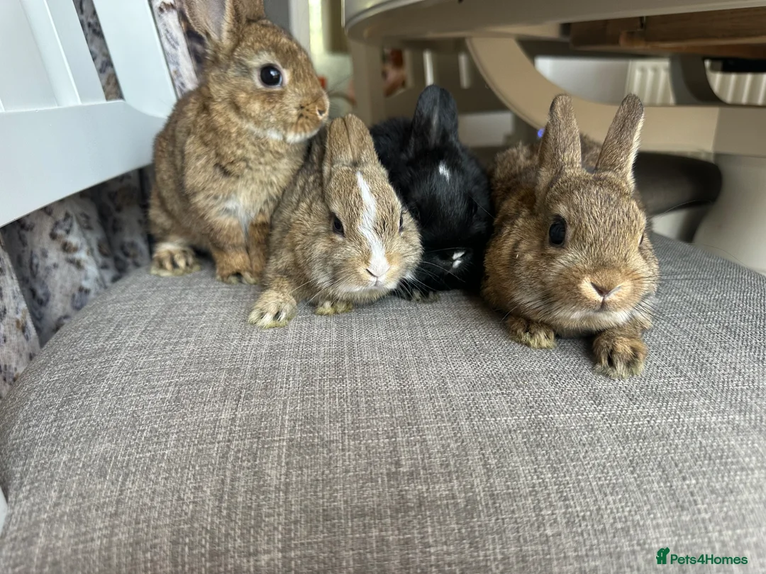 Netherland Dwarf rabbits for sale: Lovely baby Netherlands dwarfs. - Advert 2