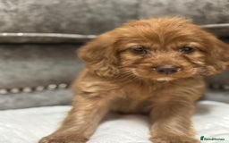 Cavapoo dogs for sale: 2 boys left looking for there forever homes - Image 2