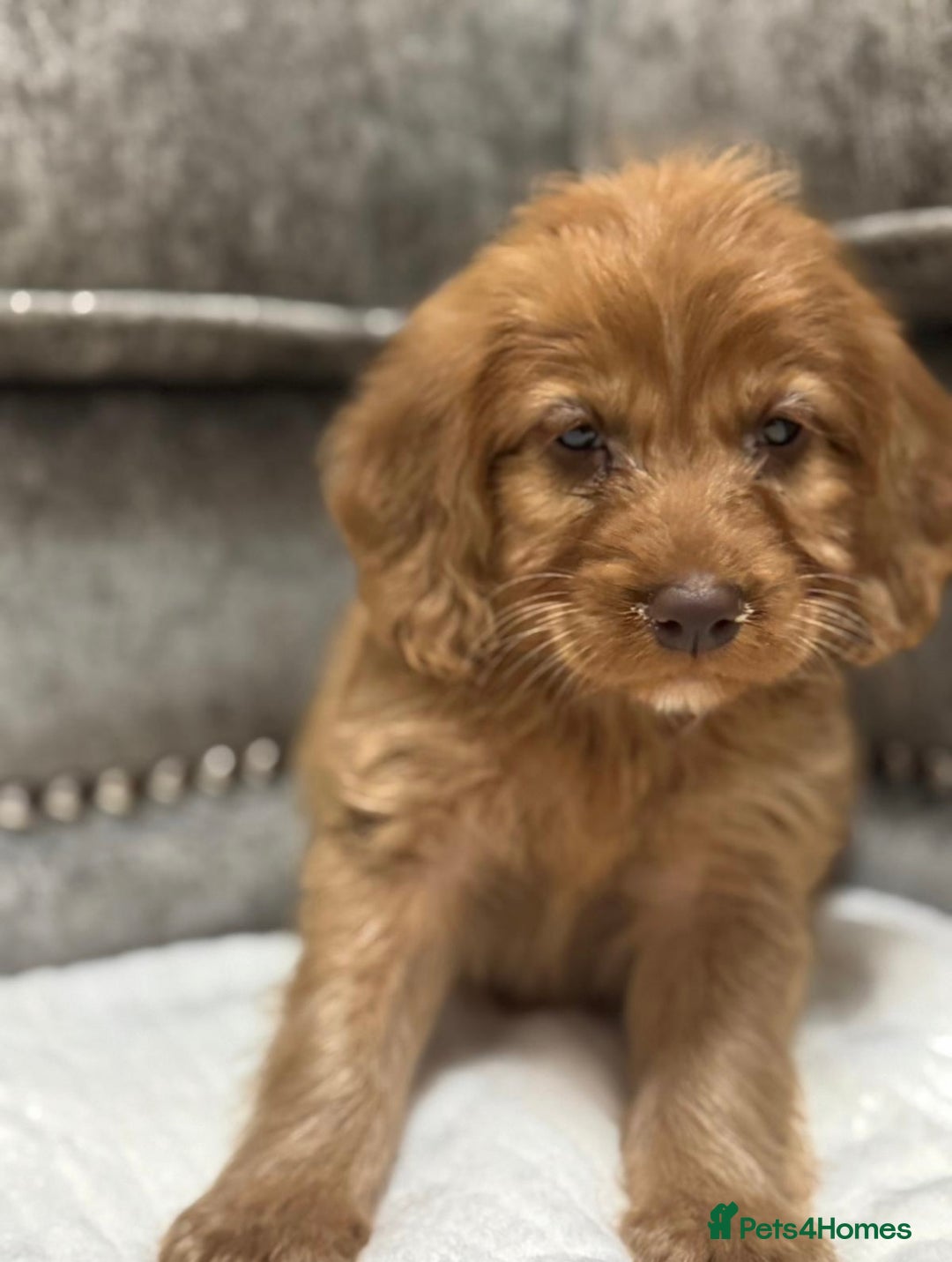 Cavapoo dogs for sale: 2 boys left looking for there forever homes - Image 2