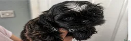 Shih Tzu dogs for sale: Beautiful pure Shih Tzu puppies  - Advert 3