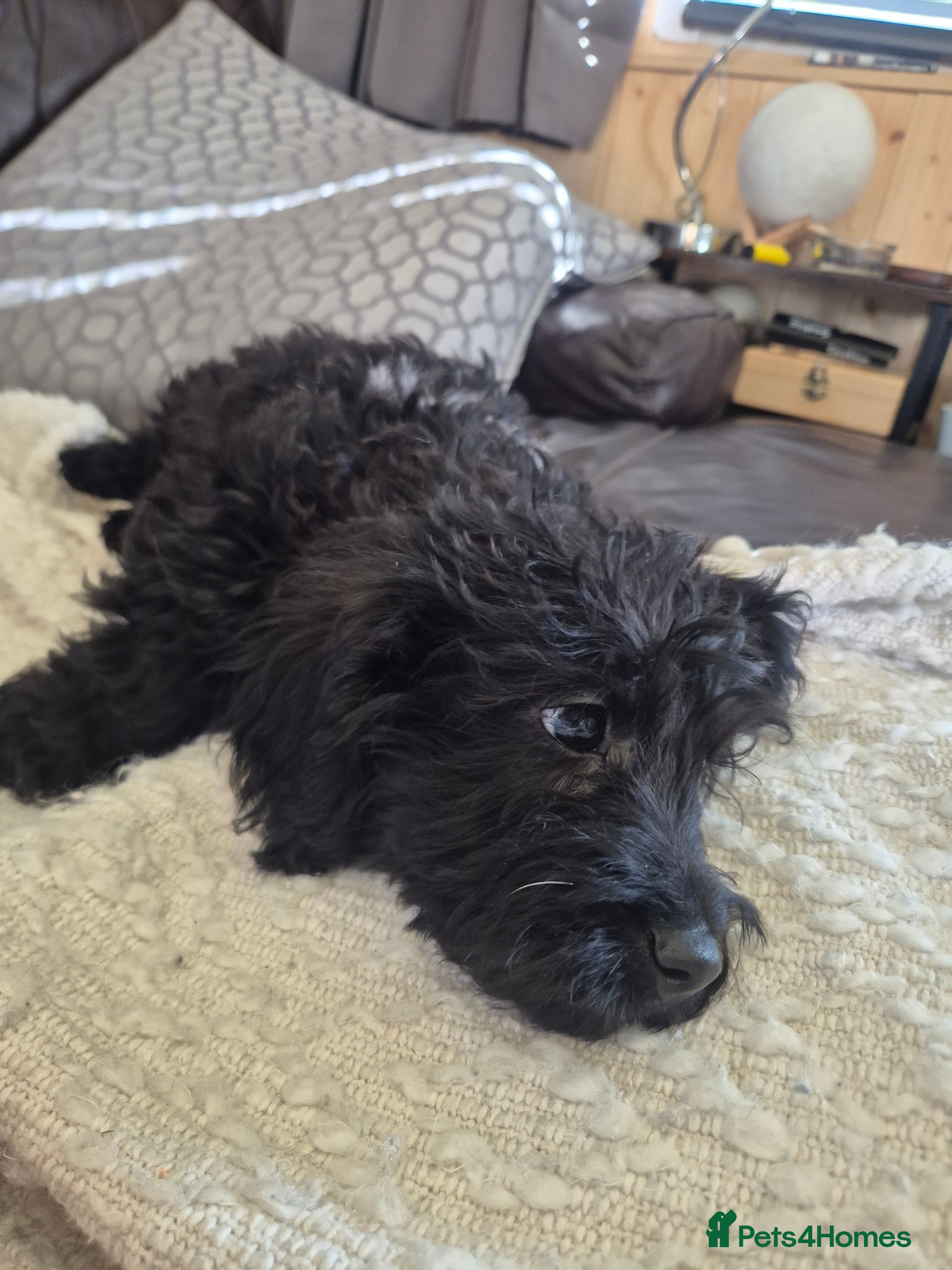 Labradoodle dogs for sale: Beautiful MINIATURE Labradoodles !  - Advert 2