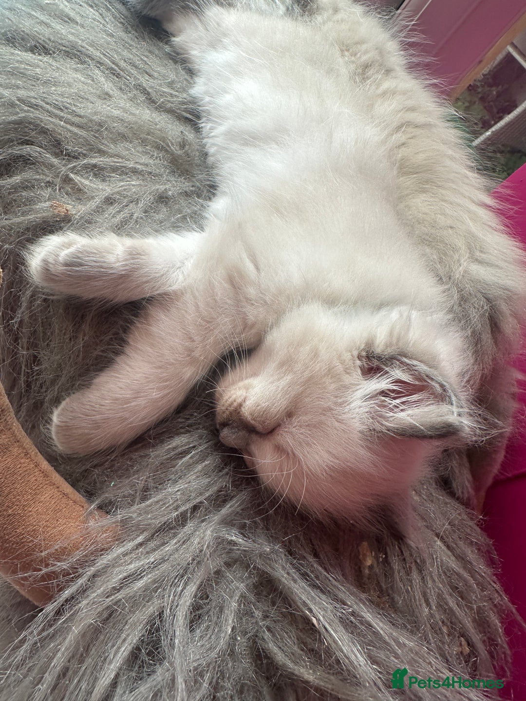 Ragdoll cats for sale: ragdoll kittens ready in 1 week  🩵💚💜 - Image 22