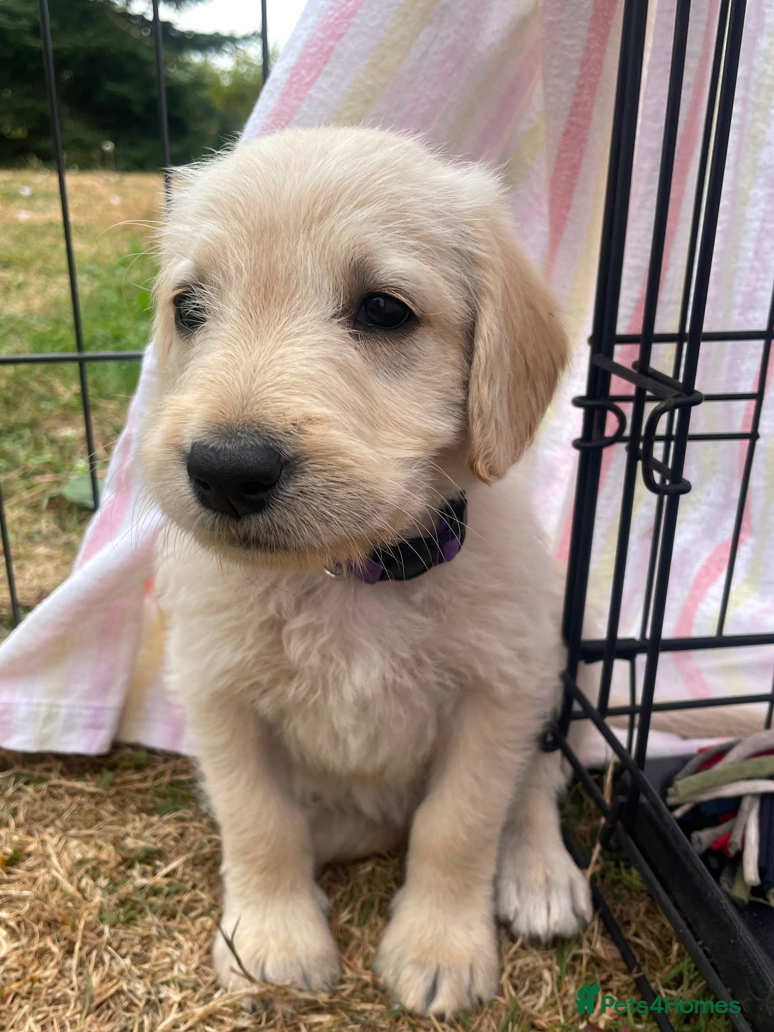 Labradoodle dogs Gorgeous F1b labradoodle puppies for sale - Advert 1