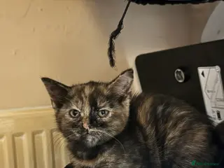 Mixed Breed cats Bengal x tabby kittens in Gravesend - Advert 1