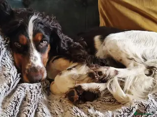 Cocker Spaniel dogs Cocker Spaniel Female - Advert 6