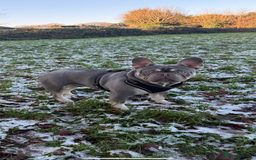 French Bulldog dogs for stud: French bulldog male stud  - Image 6