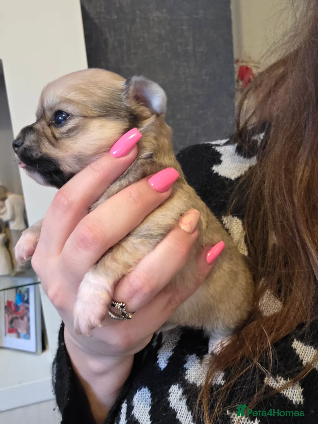 Chihuahua dogs for sale: Chihuahua Puppies - Advert 11