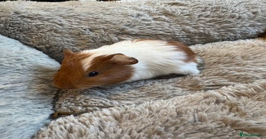 Guinea Pig rodents - Advert 1