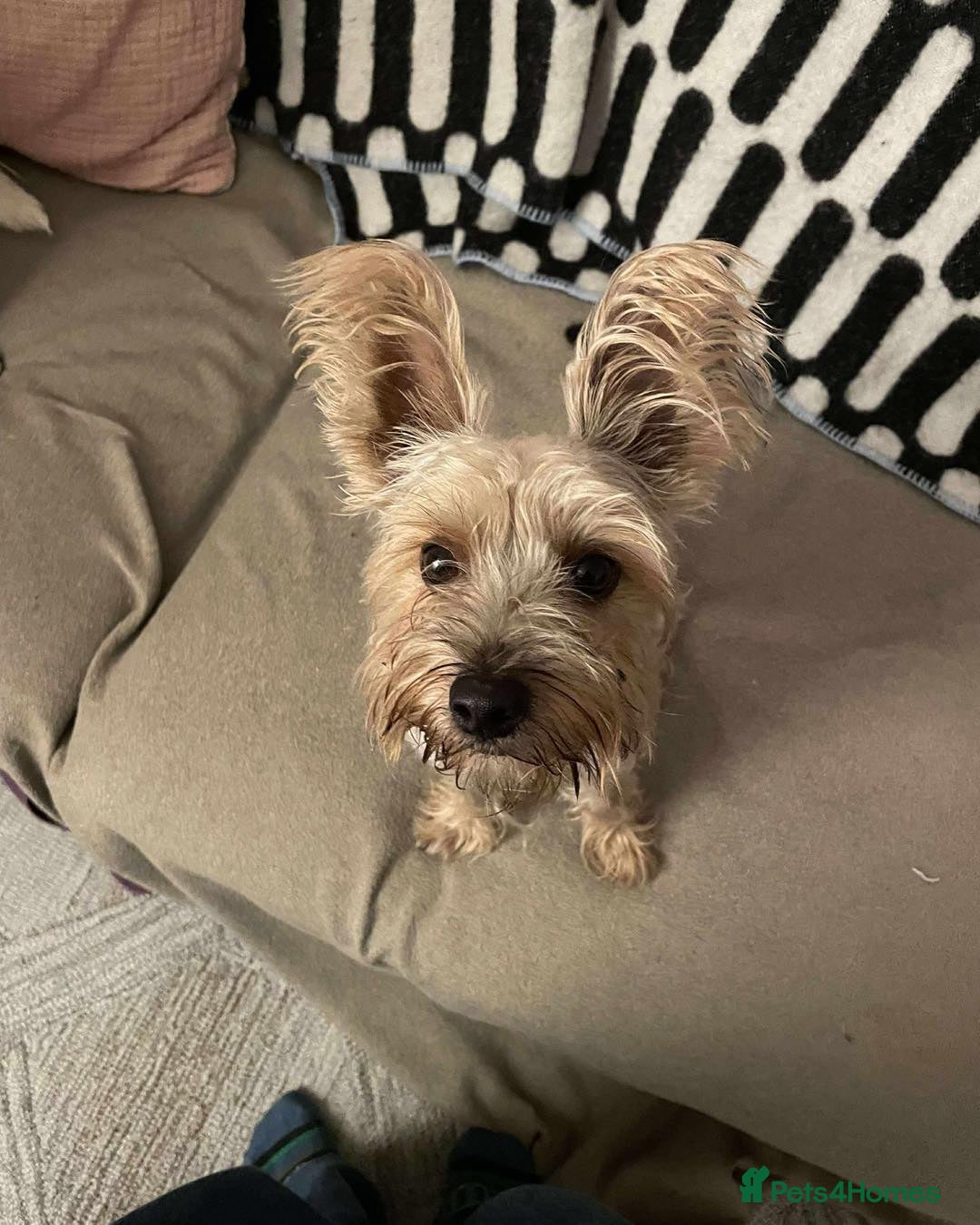 Mixed Breed dogs for adoption: Outgoing Osky - Advert 1