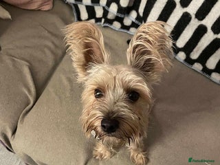 Mixed Breed dogs Outgoing Osky - Advert 3