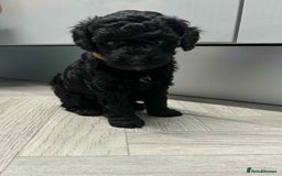 Mixed Breed dogs for sale: Stunning miniature poodle puppies  - Image 3