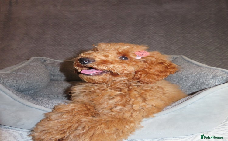 Toy Poodle dogs - Advert 11