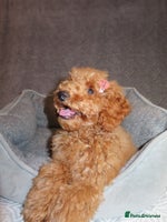 Toy Poodle dogs - Advert 13