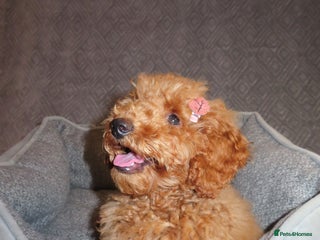 Toy Poodle dogs - Advert 3