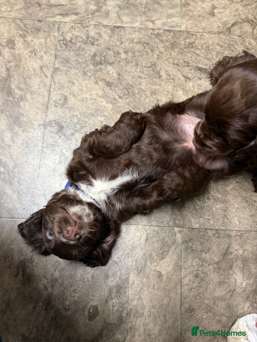 Cocker Spaniel dogs for sale: Cocker spaniel puppies - Advert 8