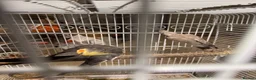 Cockatiels birds for sale: Cockatiel  Pair and cage for Sale in Ashford - Advert 2