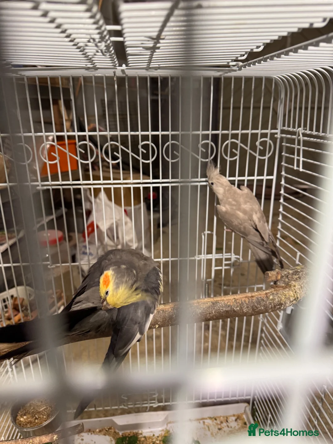 Cockatiels birds for sale: Cockatiel  Pair and cage for Sale in Ashford - Advert 2