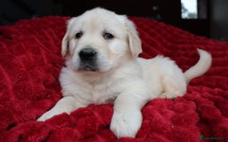 Golden Retriever dogs for sale: KC, Extensively Health tested Parents. Snow white - Image 9