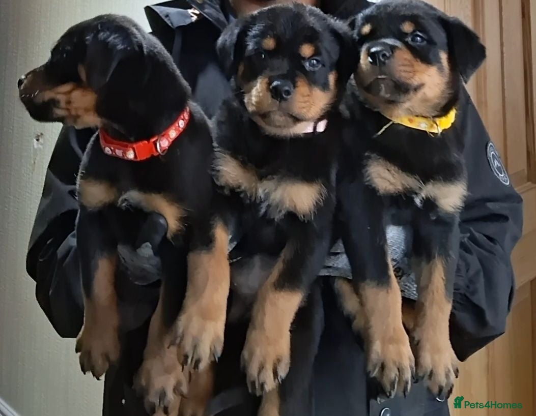 Rottweiler dogs Rottwiler puppies - Advert 1