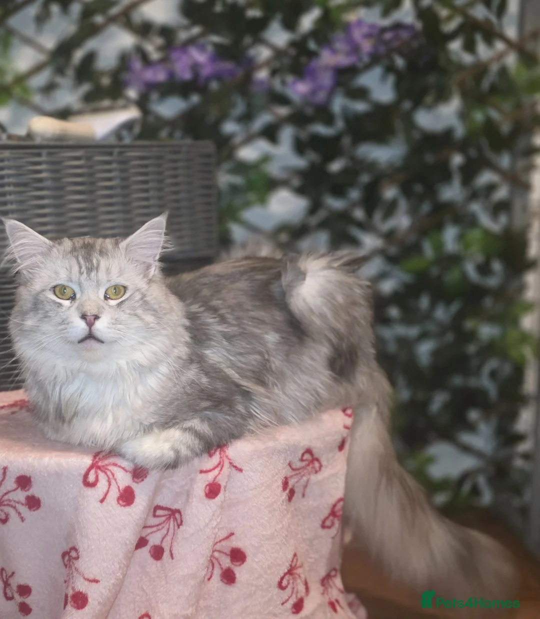 Maine Coon cats for sale: Sliver Tabby Male Maine coon - Advert 1