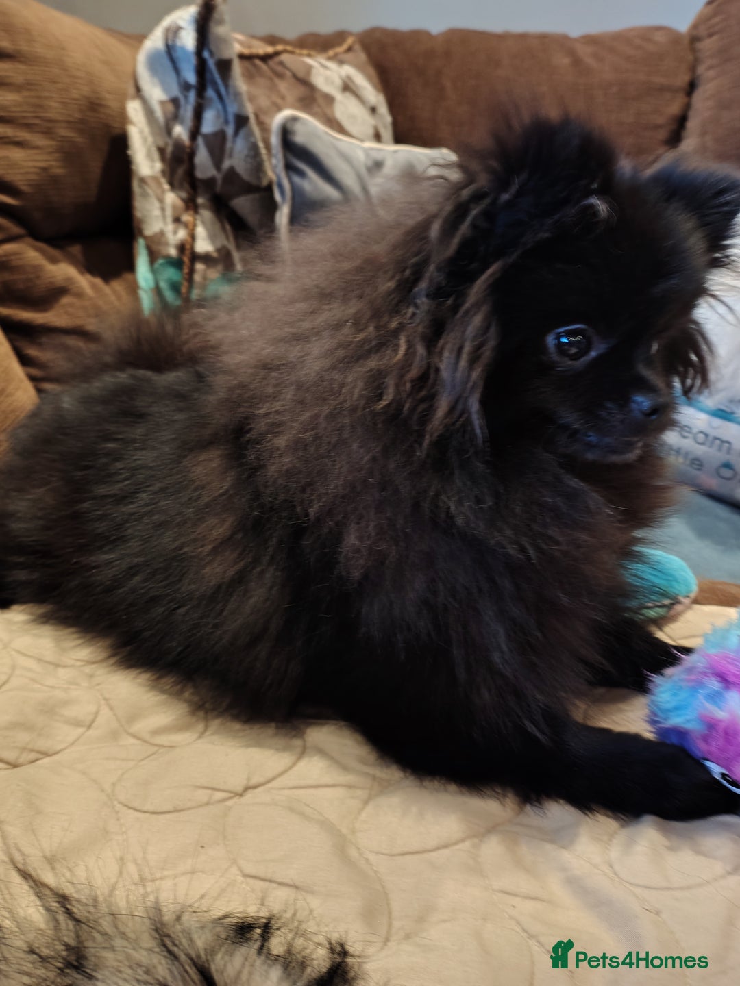 Pomeranian dogs for sale: Pom puppys with Kc reg , pedigree for sale - Advert 20