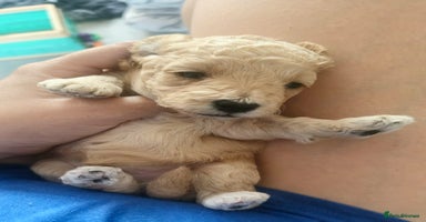 Toy Poodle dogs - Advert 4