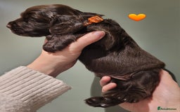 Cocker Spaniel dogs for sale: Litter of 7 - Image 2