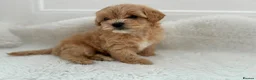Maltipoo dogs for sale: Adorable Maltipoo Puppies  - Advert 11