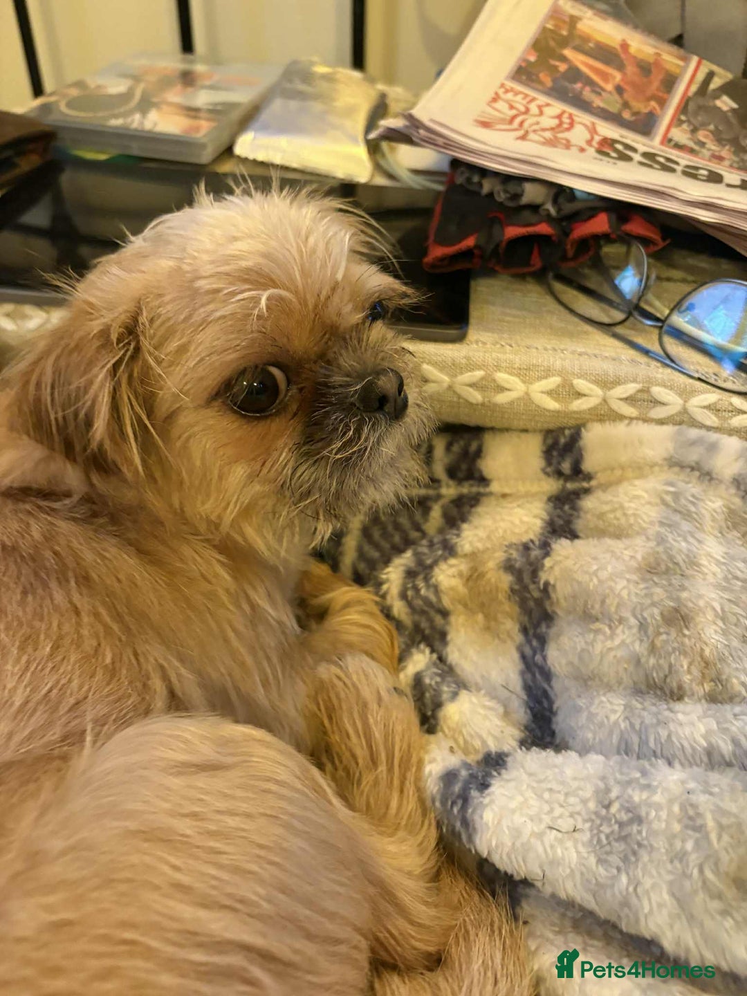 Mixed Breed dogs for sale: 1 YR OLD MALE SHIH TZU CROSS CHI FOR REHOME - Advert 4