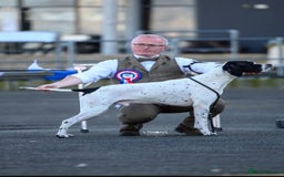 Pointer dogs for sale: 🪶 Pointer puppies 🪶 - Image 18