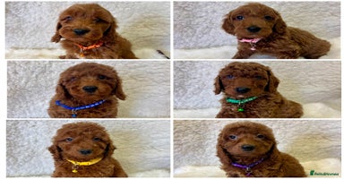 Goldendoodle dogs - Advert 2