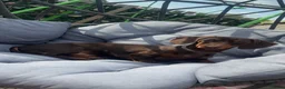 Dachshund dogs for stud: 🐶 Quality Dachshund Stud Available 🐶 - Advert 3