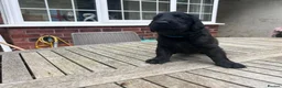 Flat coated Retriever dogs for sale: KC Registered Flatcoated Retriever Pups for Sale in Rhyl - Advert 5