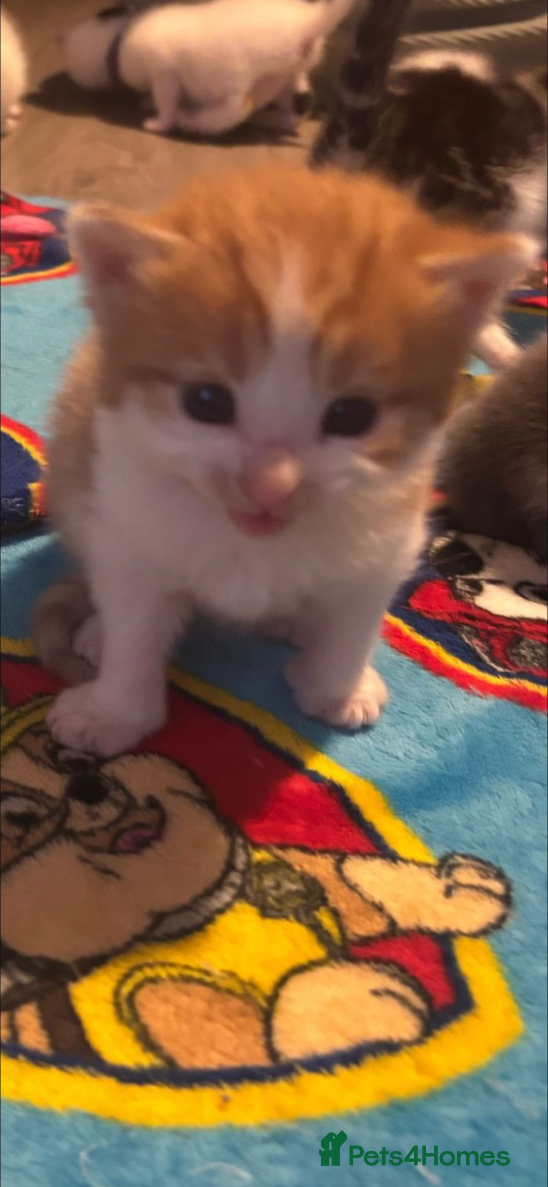 Mixed Breed cats for sale: 11 beautiful kittens  - Image 4
