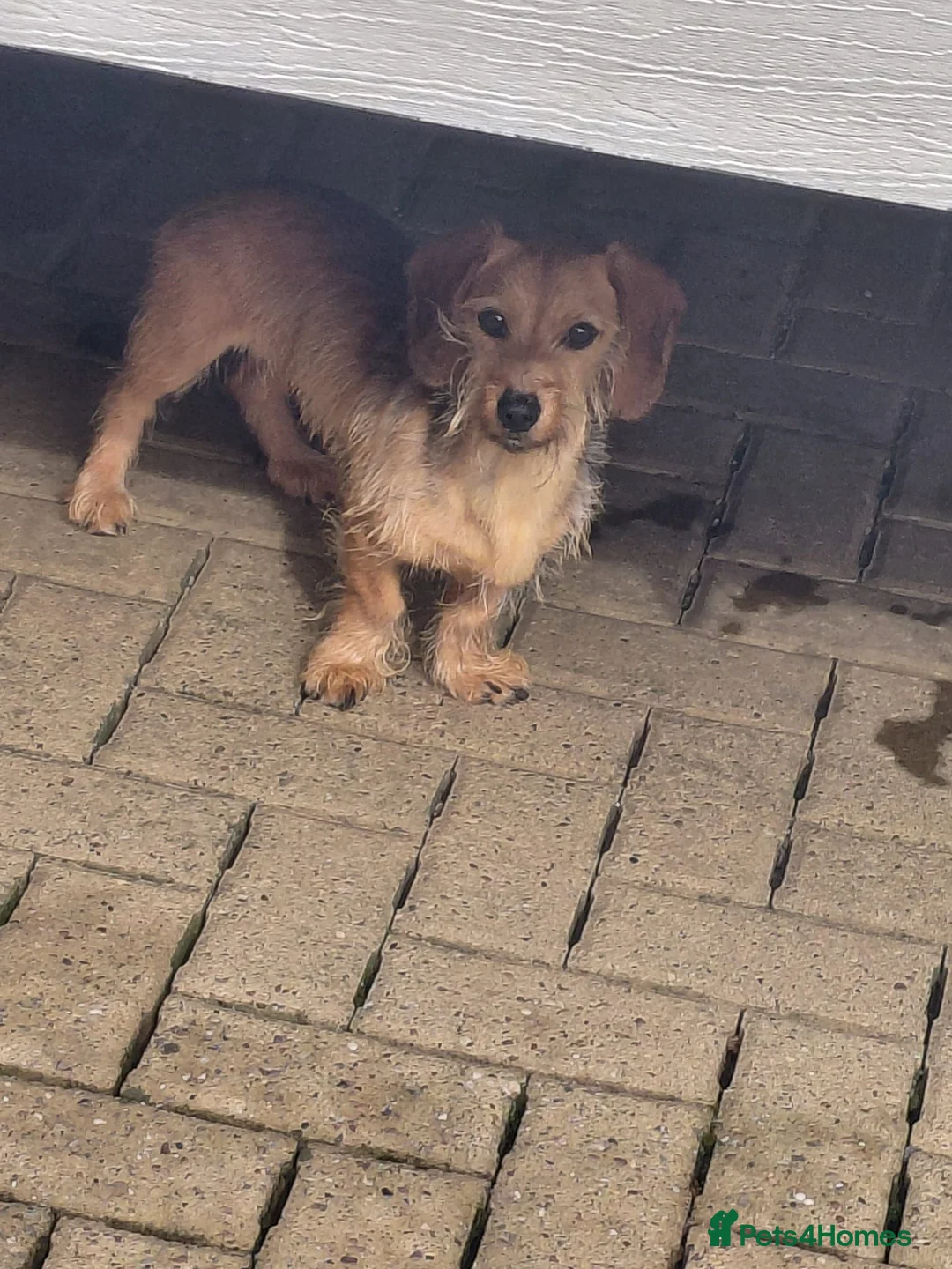 Dachshund dogs for sale: WIRE HAIRED DASHUND BOY  in Bilston - Advert 2
