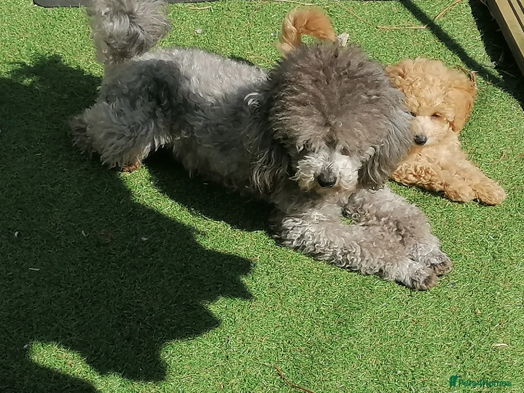 Toy Poodle dogs for stud: *2 STUDS AVAILABLE*FULL PEDIGREE SILVER & PHANTOM - Advert 14