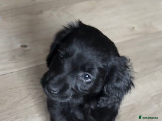 Cockapoo dogs Cockapoo puppies - Advert 1