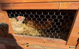 Chickens poultry for sale: Peckin bantams - Image 7