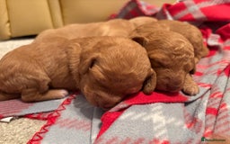 Cockapoo dogs for sale: F1B Cockerpoo puppies looking for new homes - Image 3