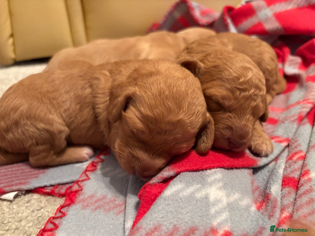 Cockapoo dogs for sale: F1B Cockerpoo puppies looking for new homes - Image 3