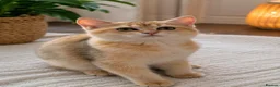 Scottish Fold cats for sale: Scottish Fold & Straight – Elegant Bloodline - Advert 15