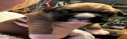 Boxer dogs for sale: Beautiful boxer puppies  - Advert 18