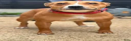 Staffordshire Bull Terrier dogs for sale: Staffordshire bull terrier  - Advert 7