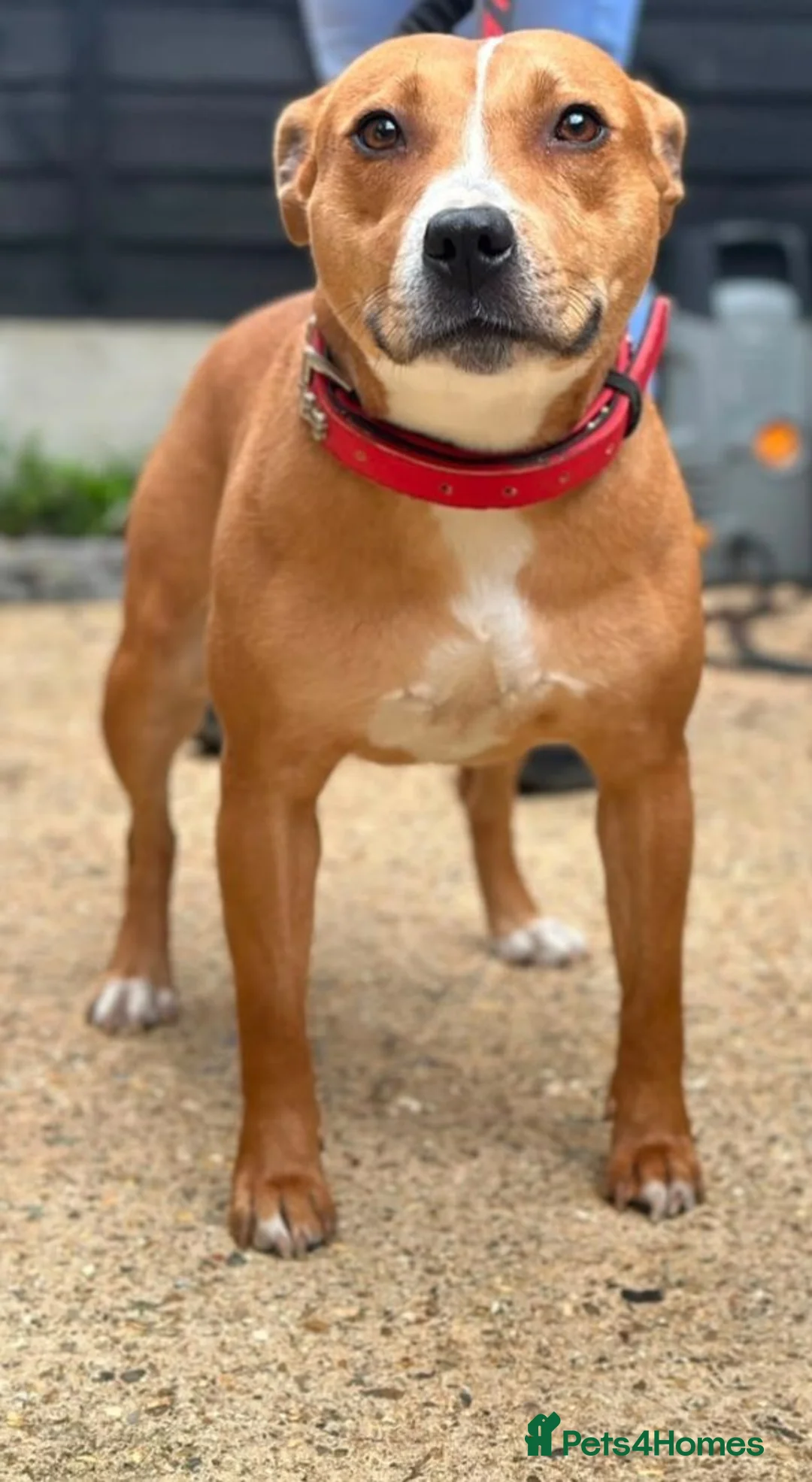 Staffordshire Bull Terrier dogs for sale: Staffordshire bull terrier  - Advert 7