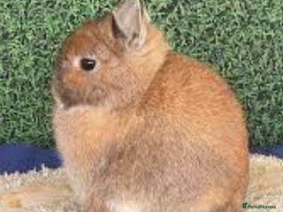Netherland Dwarf rabbits SMALL/SHOW NETHERLAND DWARF RABBIT WANTED - Advert 15
