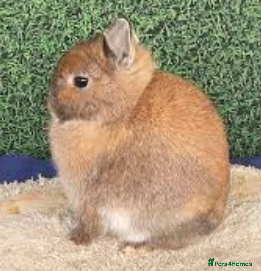 Netherland Dwarf rabbits for sale: SMALL/SHOW NETHERLAND DWARF RABBIT WANTED  - Advert 1