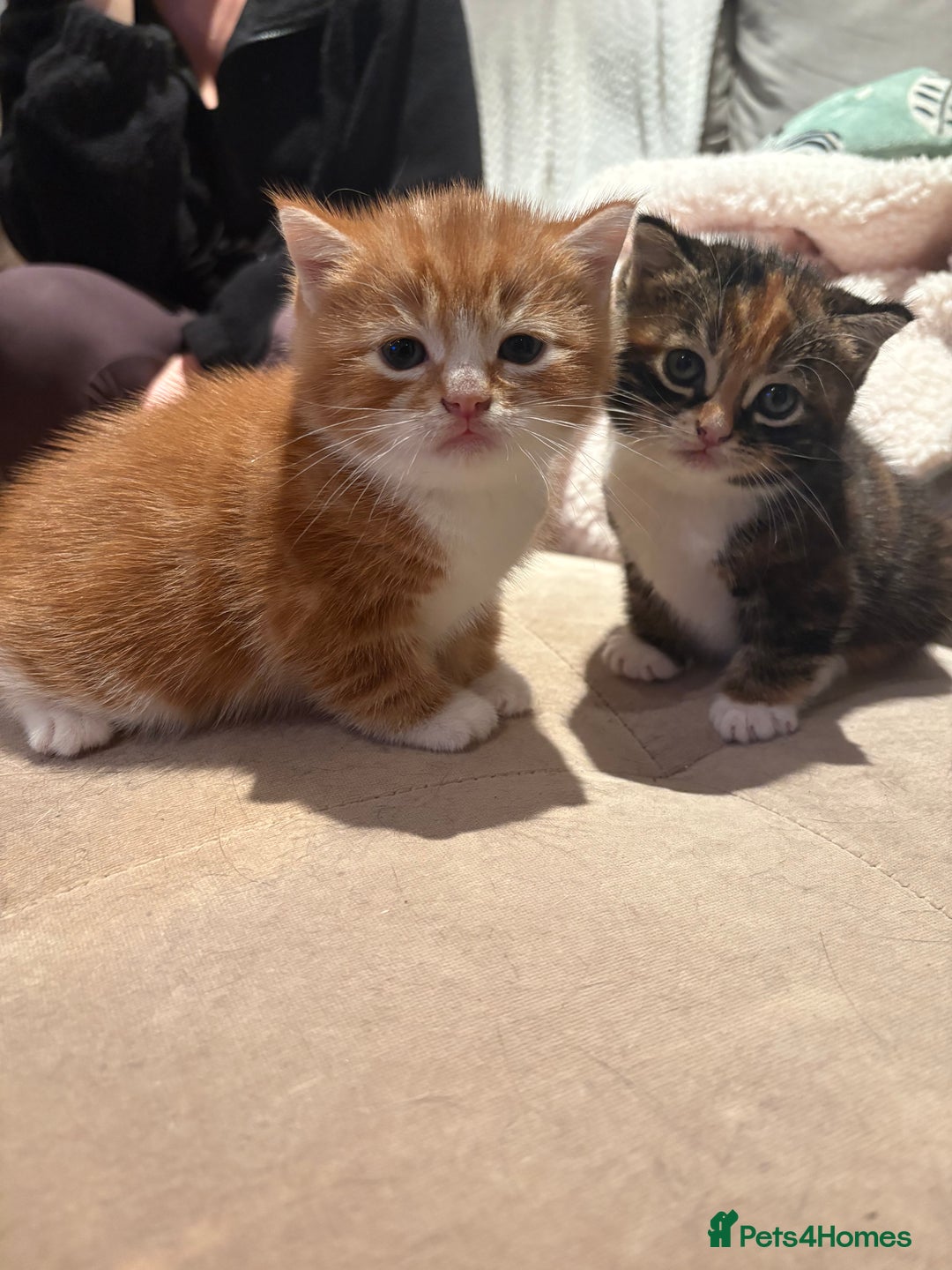 Mixed Breed cats for sale: Gorgeous mixed breed bengal and calico kittens - Advert 8